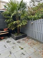 Winterharde palmboom, Tuin en Terras, 100 tot 250 cm, Zomer, Palmboom, Ophalen