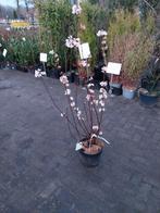 Viburnum bodnatense 'Dawn' - Sneeuwbal met winterbloei, Vaste plant, Halfschaduw, Winter, Ophalen