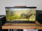 70 L aquarium + toebehoren, vissen en garnalen, Ophalen, Gebruikt, Gevuld zoetwateraquarium