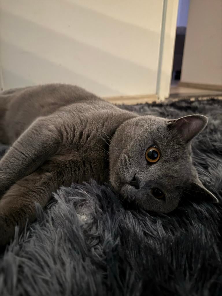 Britse korthaar 1,75 jaar oud, Dieren en Toebehoren, Kater