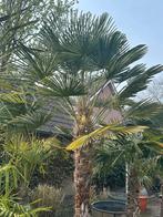 Mooie grote palmboom, Trachycarpus Wagnerianus, winterhard, Tuin en Terras, 250 tot 400 cm, Palmboom, Ophalen, Volle zon