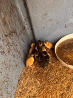 Eenden kuikens verschillende kleuren, Dieren en Toebehoren, Meerdere dieren, Eend