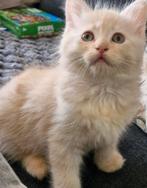 Kruising ragdoll noorse boskat, Kater, Ontwormd