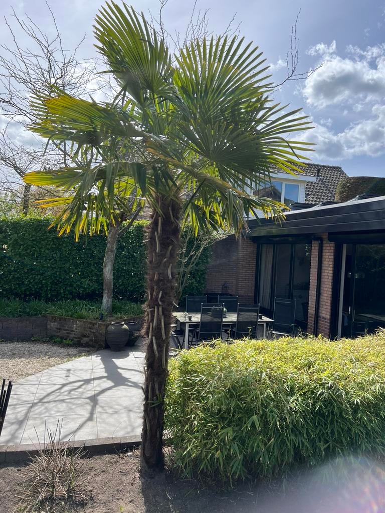 Palmboom graag zsm ophalen, Ophalen, Gehele jaar, Volle zon