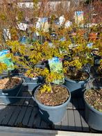 Groot assortiment Japanse esdoorns bij Betty's Greenhouse, Vaste plant, Bloeit niet, Halfschaduw, Ophalen