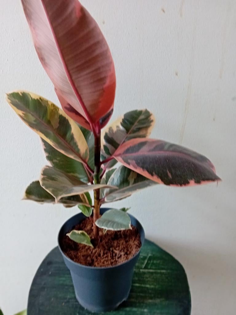 Ficus Elastica  - Rubberplant, Ophalen, Minder dan 100 cm
