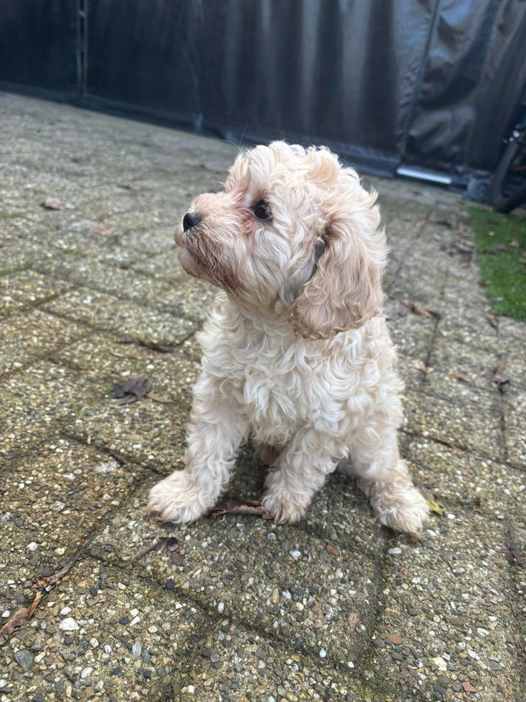 Toy poedel puppy, Reu, 8 tot 15 weken, Parvo, Eén hond