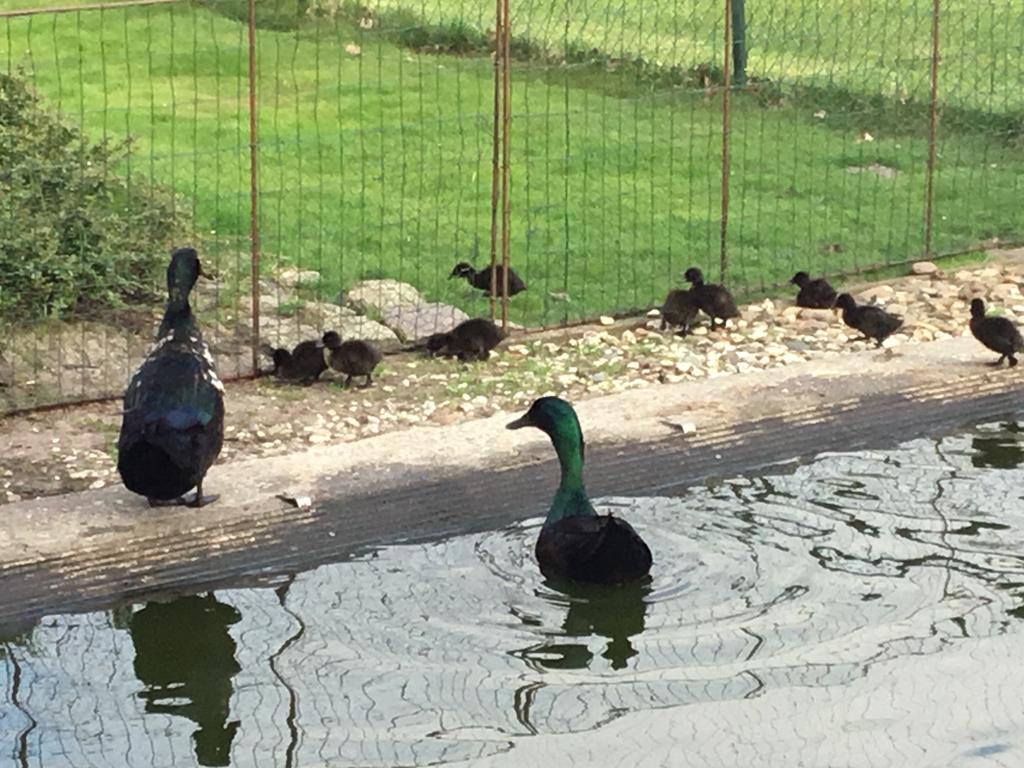 Jonge Cayuga eenden desnoods met het ouder paar te koop, Dieren en Toebehoren, Pluimvee, Eend, Meerdere dieren