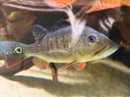 2 Cichla intermedia 25/30 cm, Dieren en Toebehoren, Vis