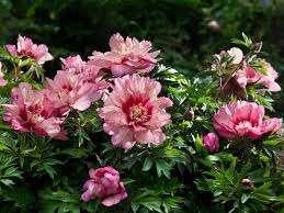 pioenen te koop!, Tuin en Terras, Planten | Tuinplanten, Volle zon, Vaste plant, Lente, Ophalen