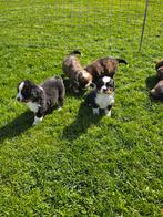 Sint bernard x Berner Sennen pups, Parvo, 8 tot 15 weken, Meerdere, Meerdere dieren