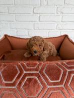 Abrikoos poedel pups, toy x dwerg, Poedel, Parvo, Nederland, 8 tot 15 weken
