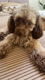 Dekreu toy poodle, Poedel, Reu, 1 tot 2 jaar, Eén hond