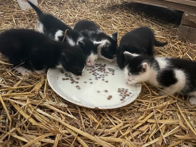 Boerderij kittens, Dieren en Toebehoren, Meerdere dieren, 0 tot 2 jaar