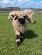2 Prachtige Walliser Schwarznase rammen te koop!, Dieren en Toebehoren, Mannelijk, Schaap, 0 tot 2 jaar