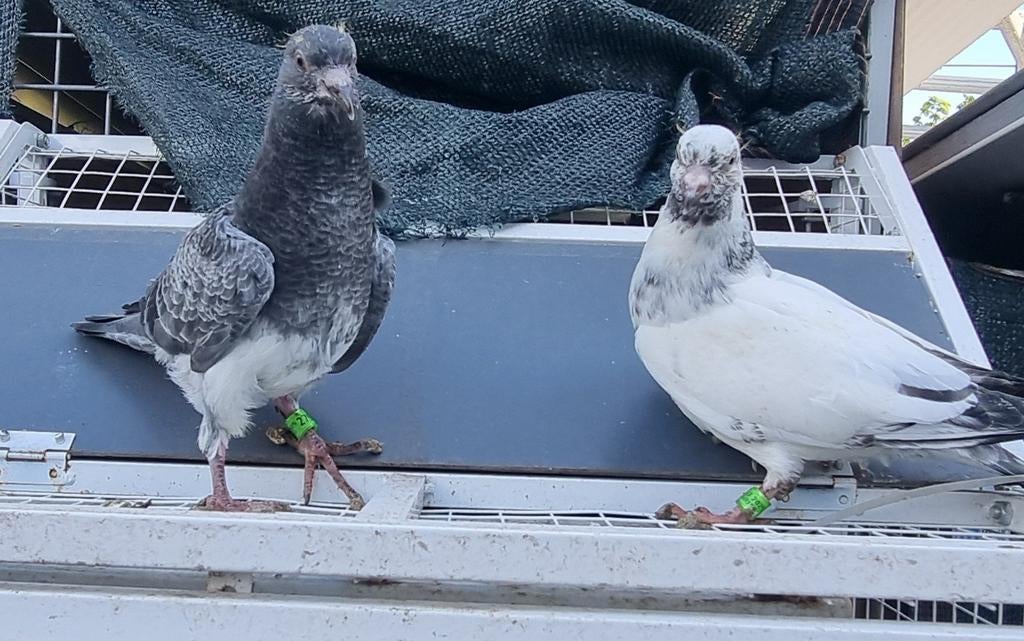 Mooie hoogvlieger x postduif piepers, Dieren en Toebehoren, Geslacht onbekend, Postduif