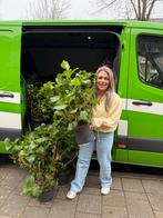 Witte hortensia’s (grote pot 10L) NU 15,- SUPERKOOP!!, Overige soorten, Vaste plant, Ophalen of Verzenden, Halfschaduw