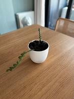 Zaagcactus stekjes (Epiphyllum anguliger) – geworteld in pot, Ophalen, Halfschaduw, Minder dan 100 cm