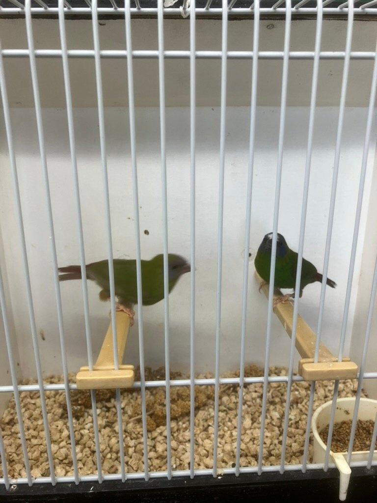 Driekleurpapegaaiamadine, Meerdere dieren, Tropenvogel, Geringd