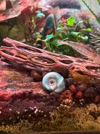 Posthoorn slak, Ophalen, Nieuw, Overige typen