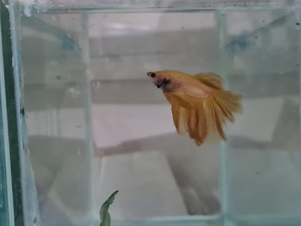 Betta splendens super delta kempvis man, Dieren en Toebehoren, Vis, Zoetwatervis