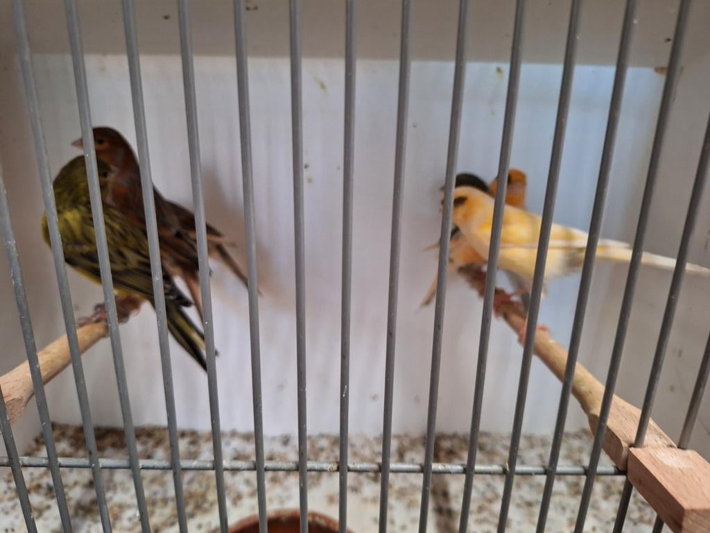 Kanaries, Mannelijk, Kleurkanarie