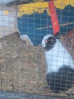 Dwerg konijntjes, Dieren en Toebehoren, Februari, Meerdere dieren, Overige typen