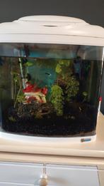 Aquarium, Ophalen, Gevuld zoetwateraquarium