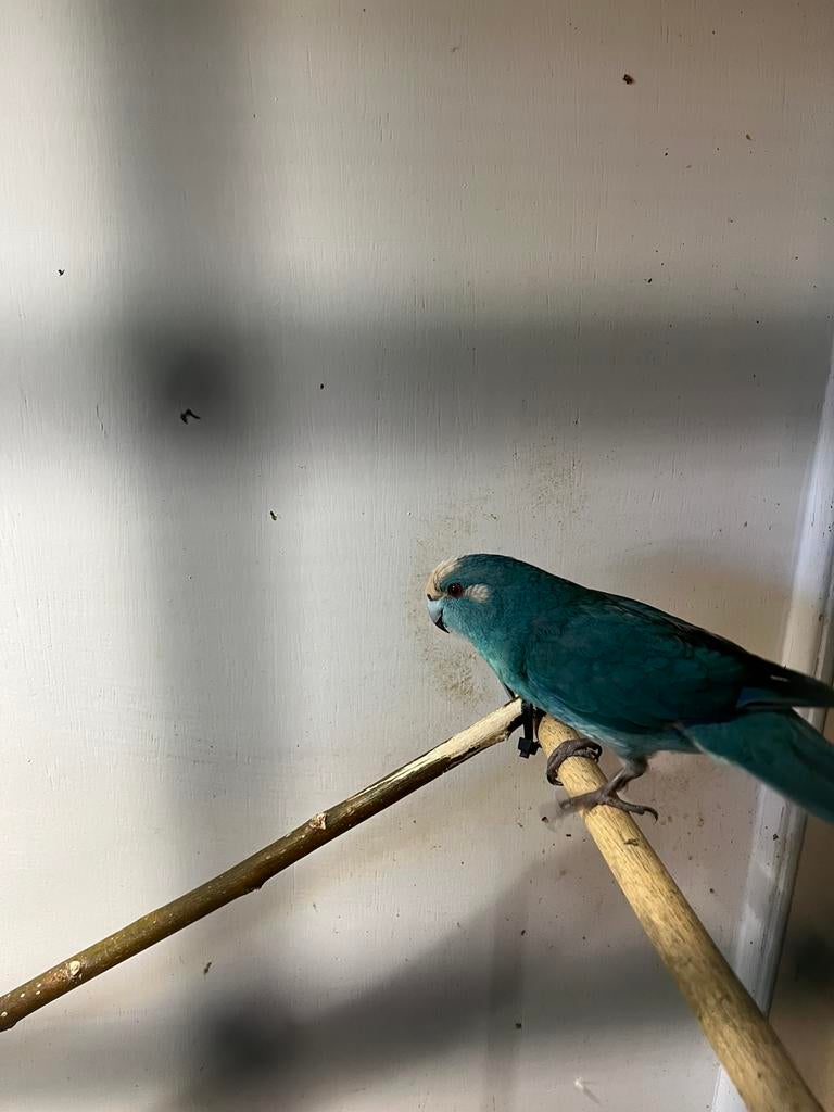 Koppel kakariki, Dieren en Toebehoren, Meerdere dieren, Parkiet