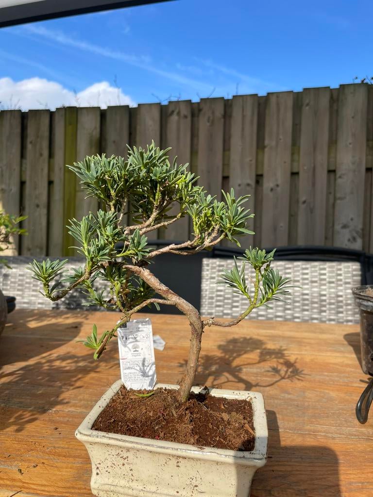 Bonsai Podocarpus, Tuin en Terras, Planten | Bomen, Bloeit niet, Halfschaduw, Minder dan 100 cm, Overige soorten