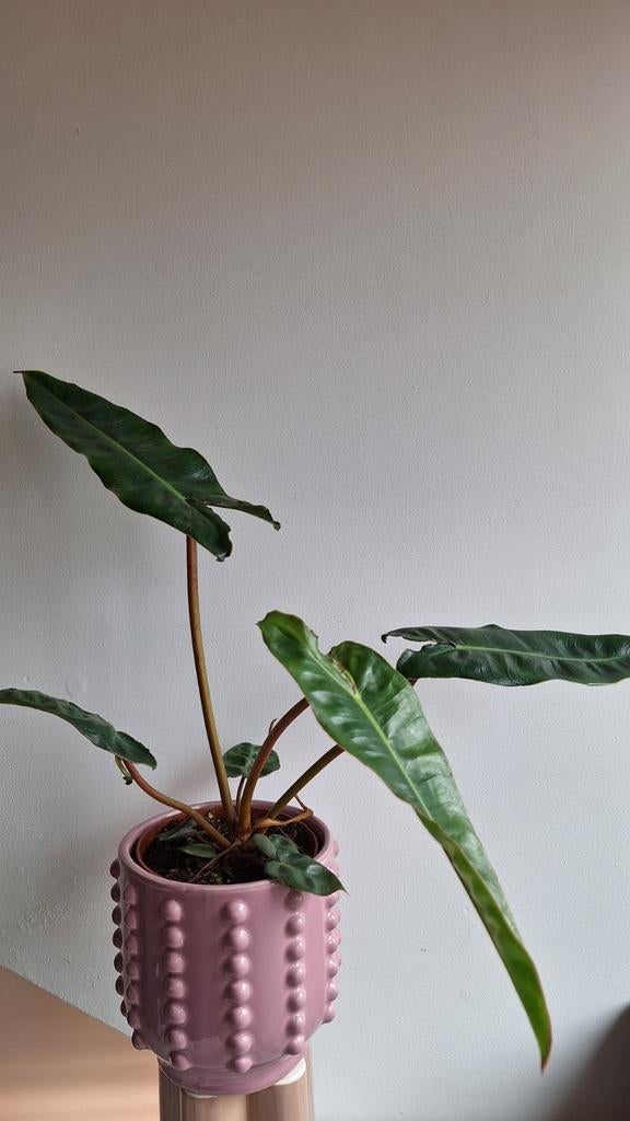 Philodendron Billitiae kamerplant, Huis en Inrichting, Kamerplanten, Ophalen