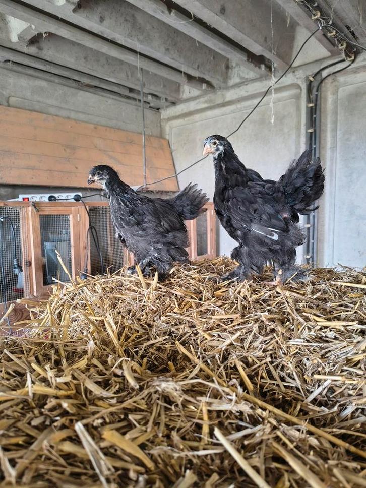 Prachtige Brahma hennen groot soort, Dieren en Toebehoren, Pluimvee, Kip, Vrouwelijk