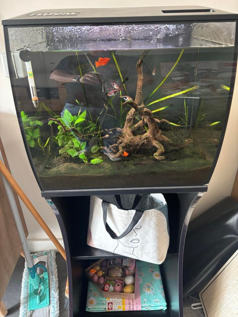 Fluval aquarium, Ophalen, Gebruikt, Gevuld zoetwateraquarium, Inclusief vissen