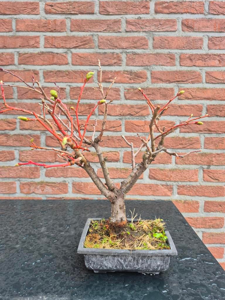 Bonsai zomerlinde, Ophalen, Bloeit niet, Halfschaduw, Overige soorten