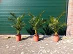 Phoenix Canariensis, Overige soorten, Volle zon, Vaste plant, Ophalen of Verzenden