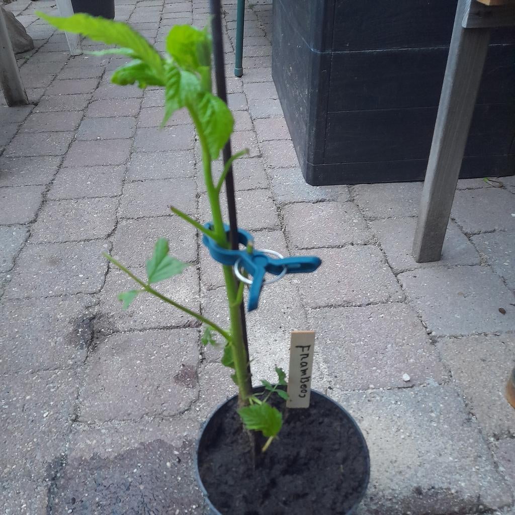 Diverse planten stekjes: fruit, kruiden & aardbeien, Ophalen of Verzenden, Volle zon