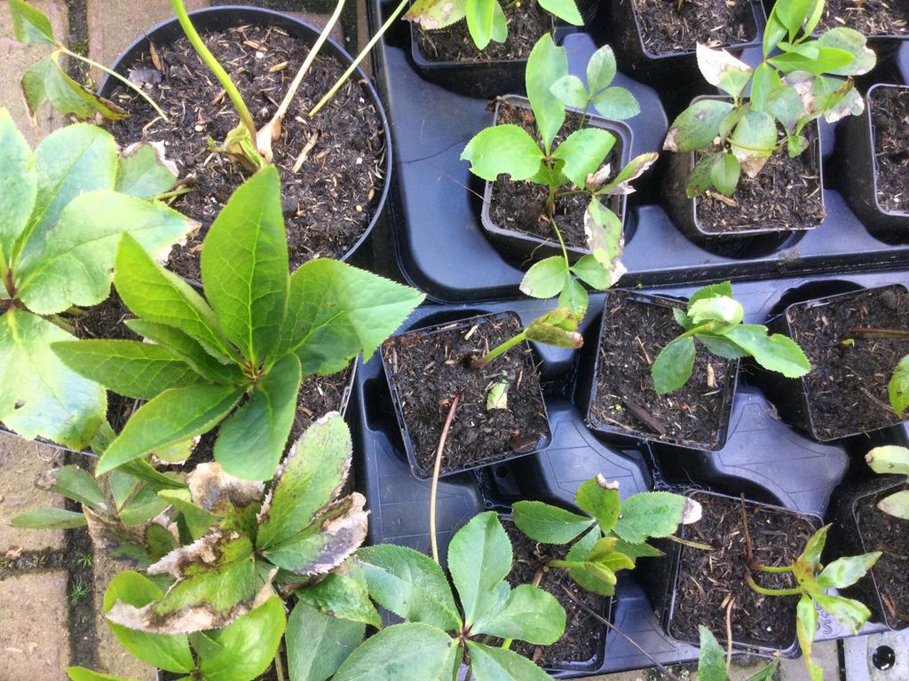 Helleborus, Ophalen of Verzenden, Eenjarig, Overige soorten, Volle zon