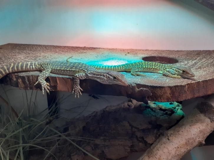 Varanus Monitor Lizard - male for sale from B. van der Zwan