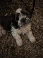 Knappe Shih tzu pup, 8 tot 15 weken, Meerdere, Nederland, Particulier