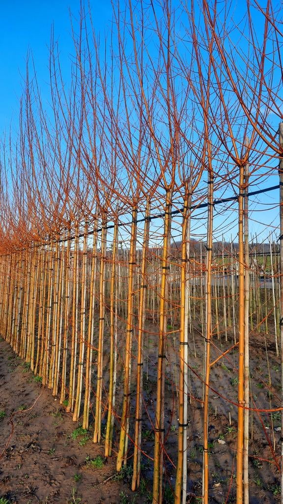 Salix alba 'Chermesina' 🌿 knotwilg, Ophalen, Volle zon, Overige soorten