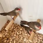 Sint helena fazantjes, Vrouwelijk