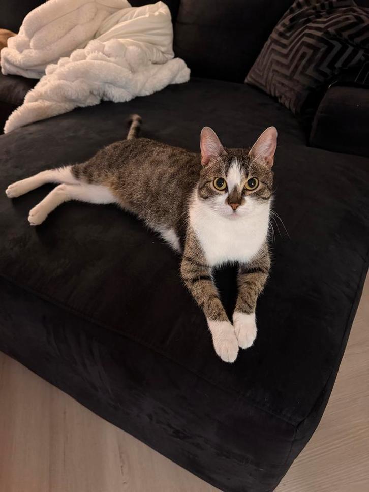 Hele lieve aanhankelijke poes 1 jaar oud, Dieren en Toebehoren, Katten en Kittens | Overige Katten, Kortharig, Poes, 0 tot 2 jaar