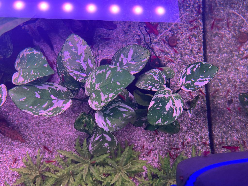 Anubias zeldzaam, Ophalen, Nieuw, Plant(en), Steen of Hout