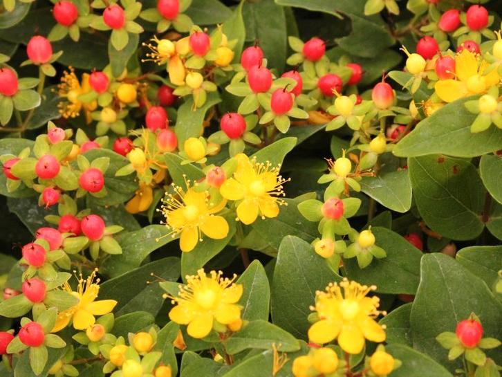 34 prachtige Hertshooi Hypericum planten 80 cm hoog Z.G.A.N, Tuin en Terras, Planten | Tuinplanten, Vaste plant, Overige soorten