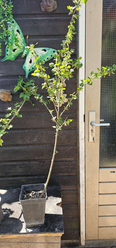 Kruisbessen paars en Ribus negrum xl bes., Tuin en Terras, Planten | Fruitbomen, Ophalen