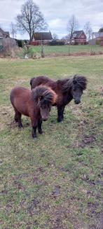 Minipony Hengstveulen zwart, Dieren en Toebehoren, Hengst