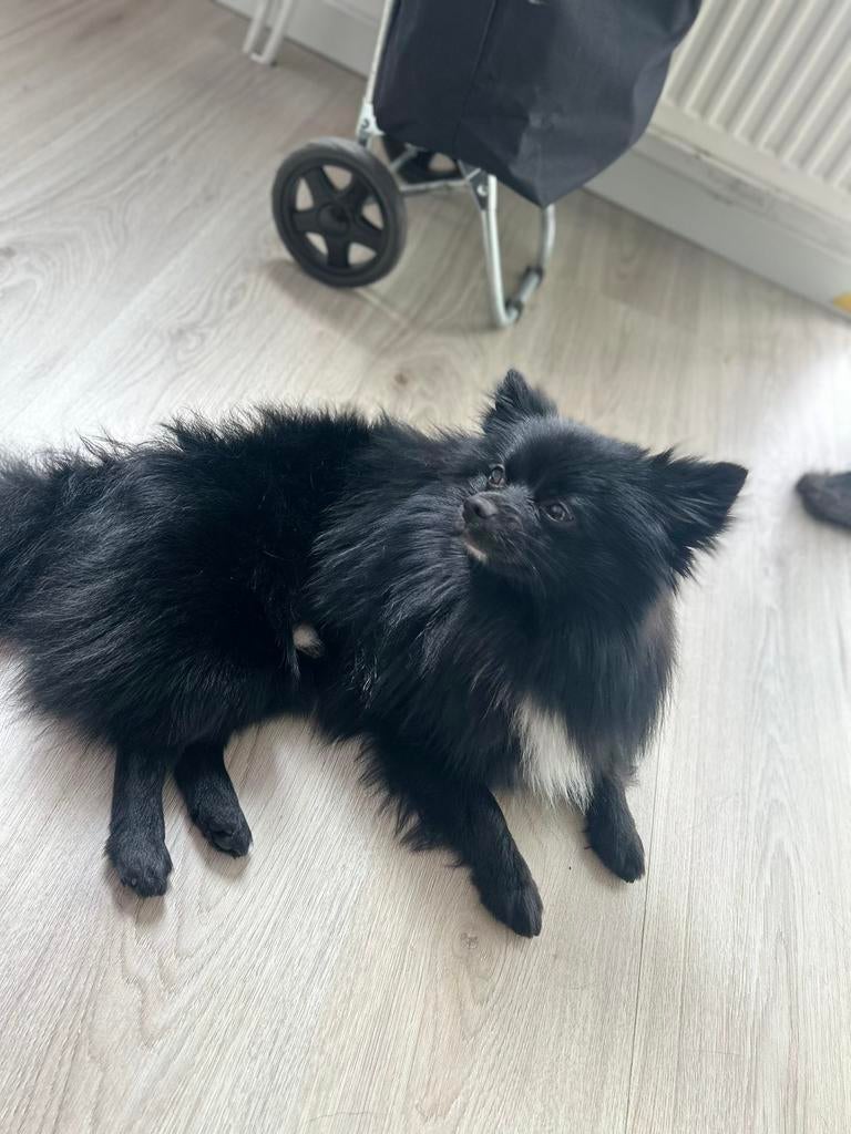 Pomchi, Reu, 1 tot 2 jaar, Eén hond, Chihuahua