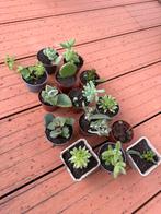 Cute kamerplant indoor plant cactus, Ophalen, Cactus, Volle zon, Minder dan 100 cm