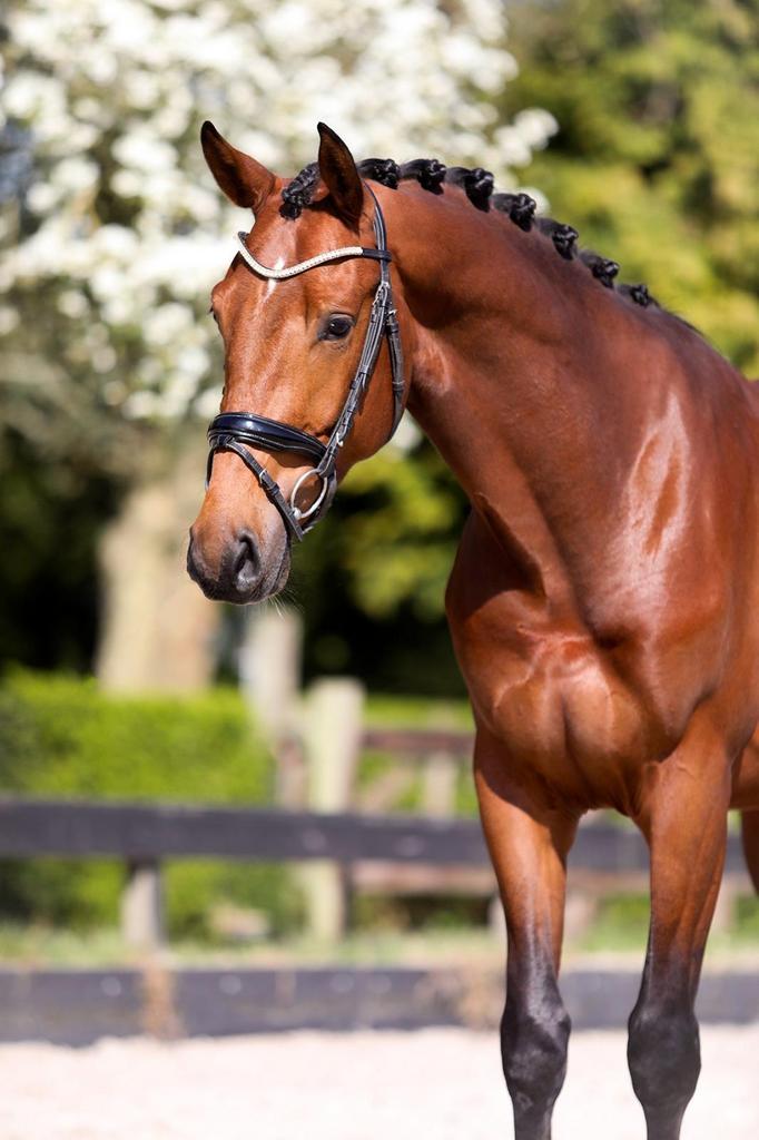 Mooie 4 jarige gezonde ruin!, Dieren en Toebehoren, Paarden, Ruin, Dressuurpaard, 3 tot 6 jaar