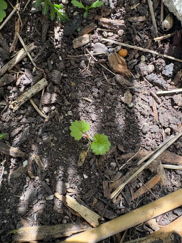 Zaailingen Groot Kaasjeskruid Rotterdam, Tuin en Terras, Planten | Tuinplanten, Ophalen, Overige soorten, Volle zon
